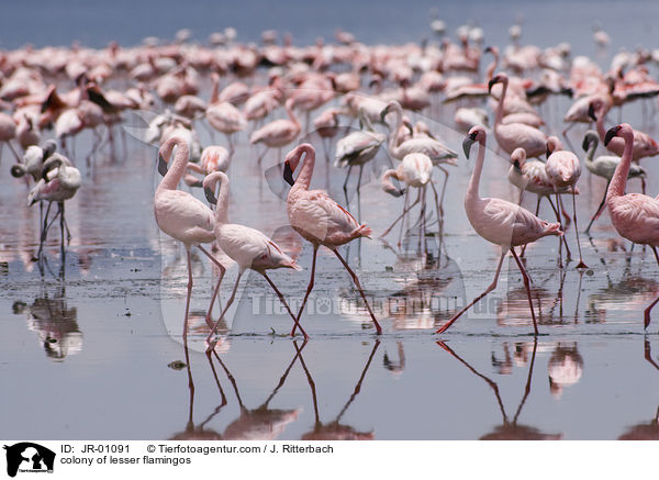 colonyof lesser flamingos / JR-01091